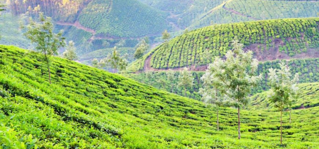 Happy Valley Tea Estate