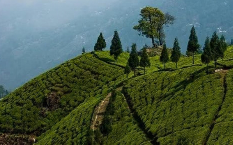 Happy Valley Tea Estate