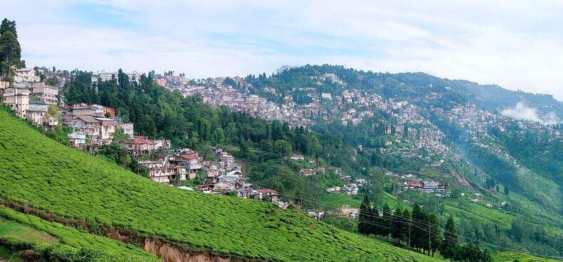 Happy Valley Tea Estate Darjeeling